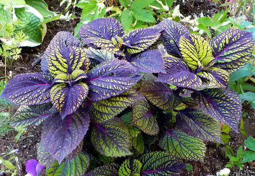Purple Plants for Outdoor Use