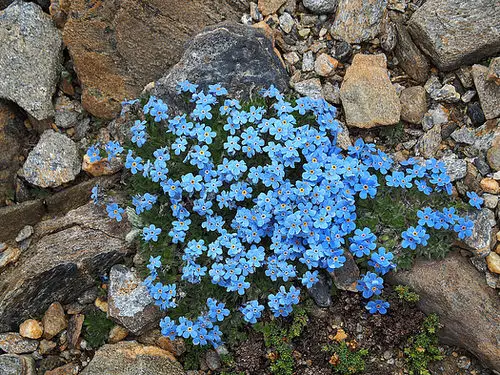 Best Plants for Soggy & Wet Soil 33