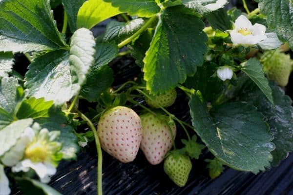Unique Fruits from Across the Globe