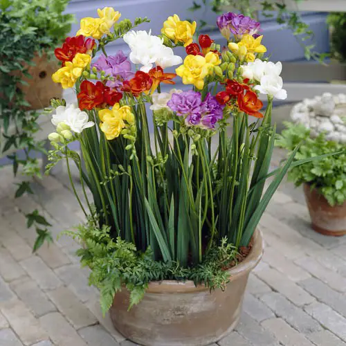 Most fragrant flowers chosen by gardeners. 20