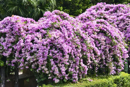 Most Fragrant Flowers According to Gardeners 45