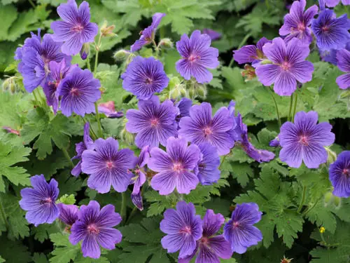 top Purple Flowers and Plants outside