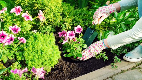 Get Greener Leaves By Using it as a Foliar Spray