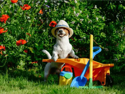 How to Keep Cats Out of the Garden? 12