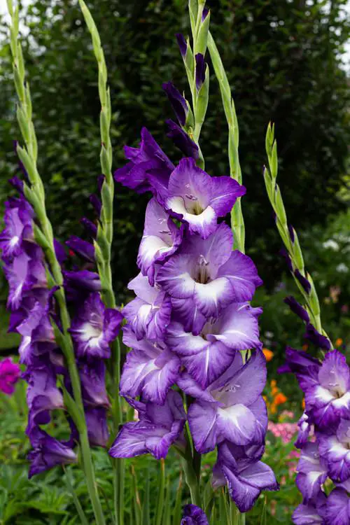 beautiful Purple Flowers and Plants outside
