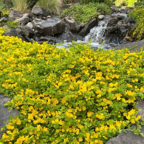 Moisture Loving Plants 4