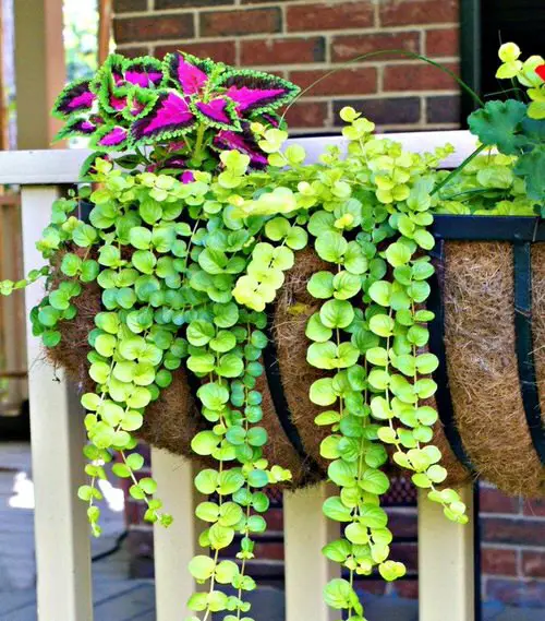 Trailing Foliage Plants 10