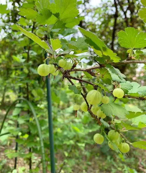 Fruits That Grow on Vines