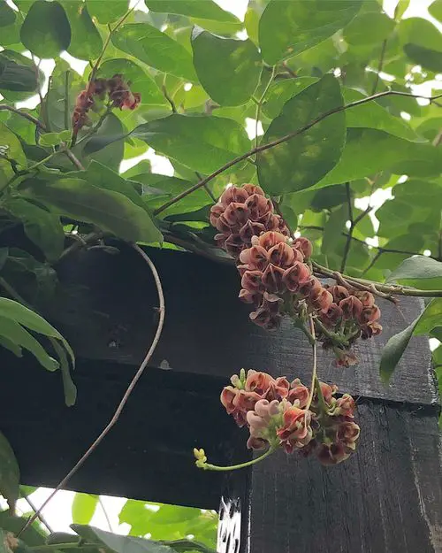 Flowering Vines for Shade #11