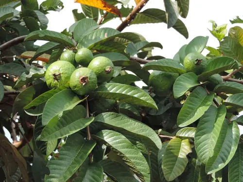 best Unique Fruits from Across the Globe