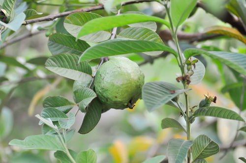 best Unique Fruits from Across the Globe