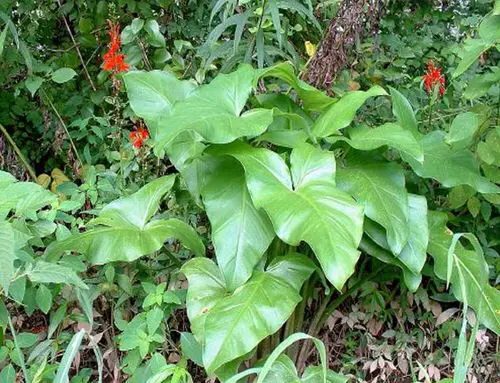 Moisture Loving Plants 22
