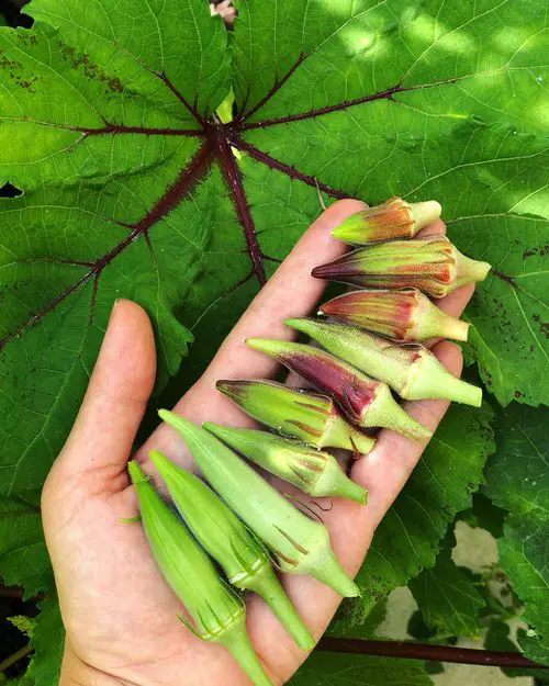 How To Grow Lady Fingers In Containers 3