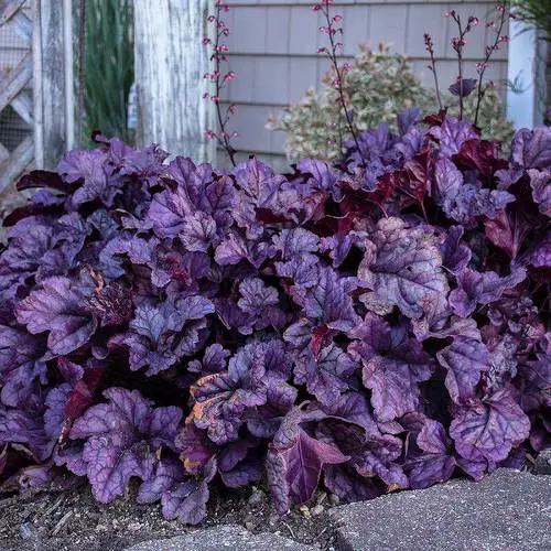 beautiful Purple Plants for Outdoor Use
