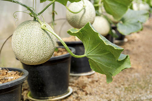 Fruits That Grow on Vines: A List