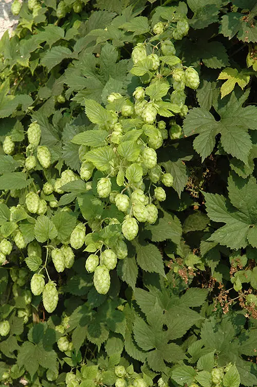 Fruits That Grow on Vines: A List for back yard