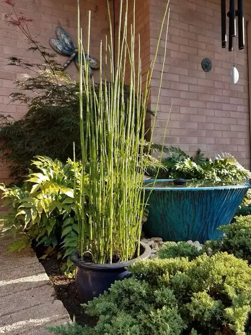 Best Plants for Soggy & Wet Soil 41
