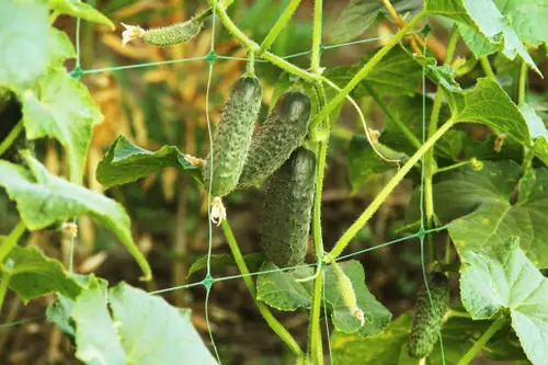 Growing Cucumbers on Trellis