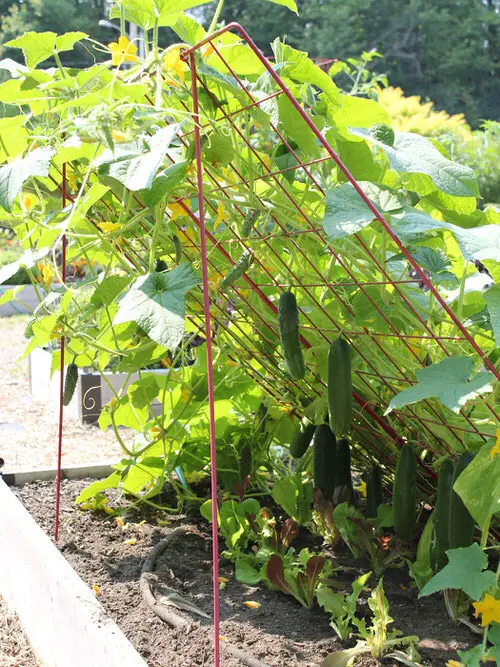 How To Grow Cucumbers on Trellis