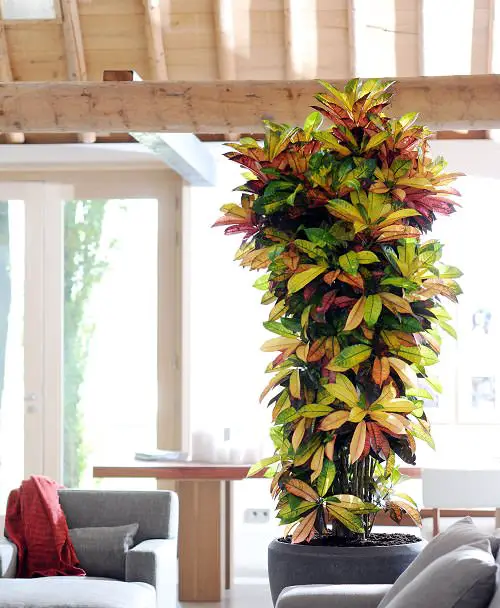 How to Grow Big Croton Like a Tree 3