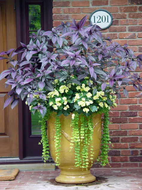 How to Grow Persian Shield 2