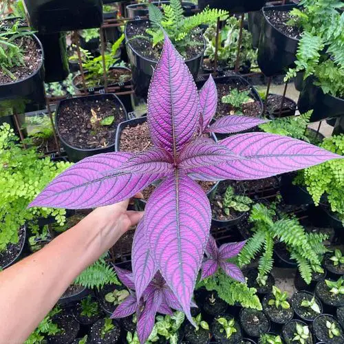 How to Grow Persian Shield