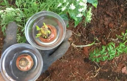 Regrowing Carrot Tops 3