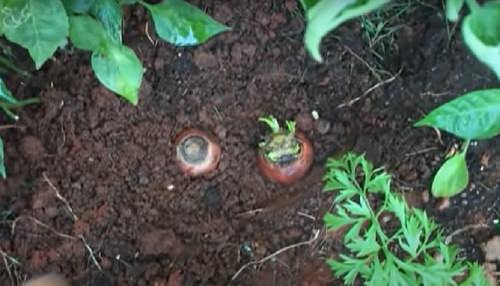 How to Grow Carrot Plant from Carrot Tops 4