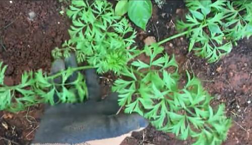 Regrowing Carrot Tops 4
