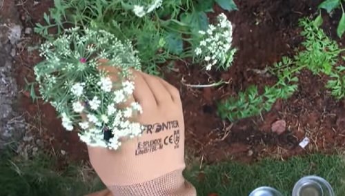 How to Grow Carrot Plant from Carrot Tops 5