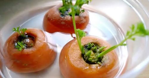 How to Grow Carrot Plant from Carrot Tops