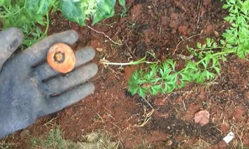 Regrowing Carrot Tops 2