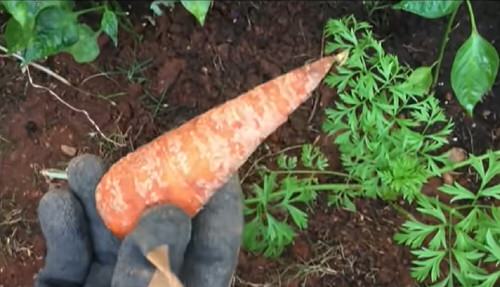 Regrowing Carrot Tops 1