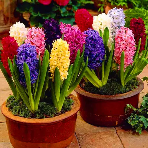 Best cut flower Hyacinth