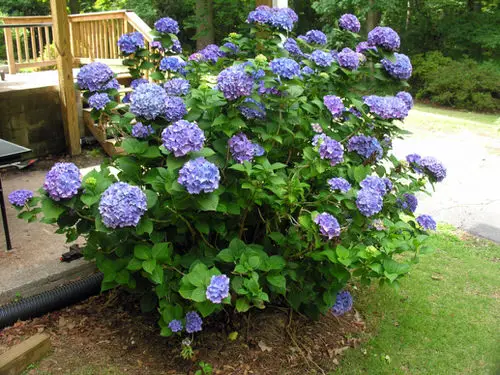Flowers and Purple Plants Outside