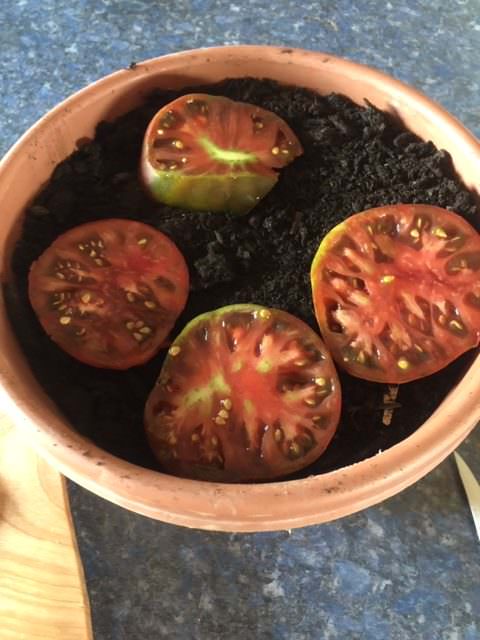 Propagate Tomatoes From Tomato Slices