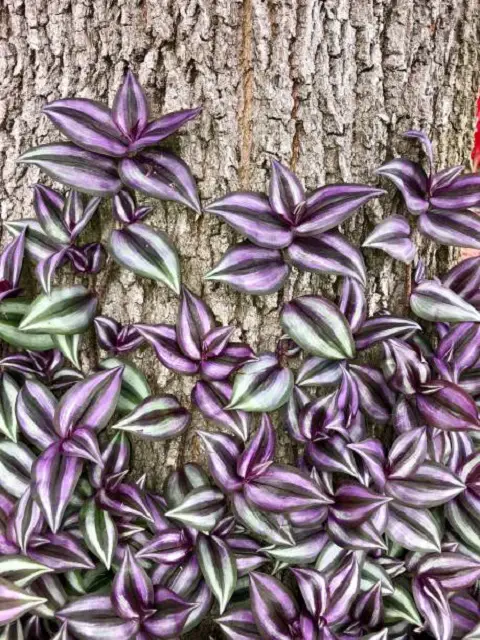  Purple Plants for Outdoor Use
