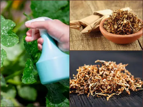 Tobacco as Insect Repellant