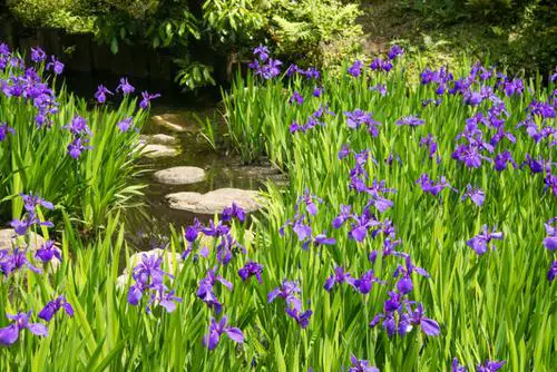 Best Plants for Soggy & Wet Soil