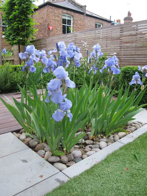 Outdoor Purple Plants Flowers