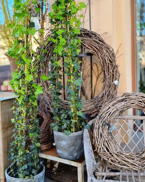 Best Shade Loving Climbers 24