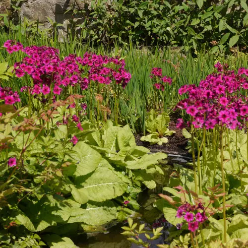 Best Plants for Soggy & Wet Soil 10