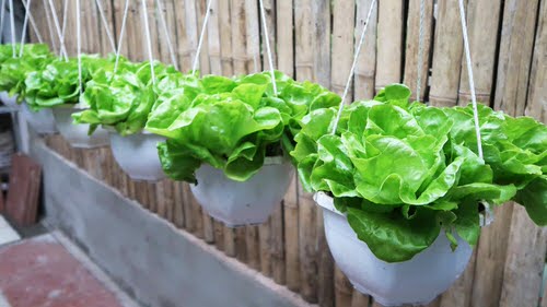 DIY Lettuce Garden Ideas 15