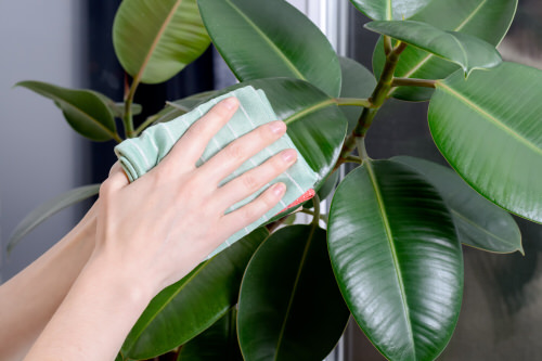 Keep Your Plants Shining