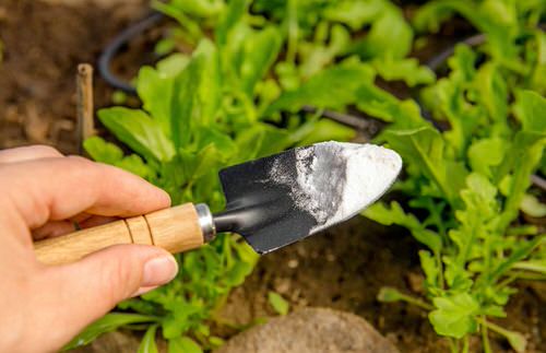 Get Rid of Aphids Naturally 22