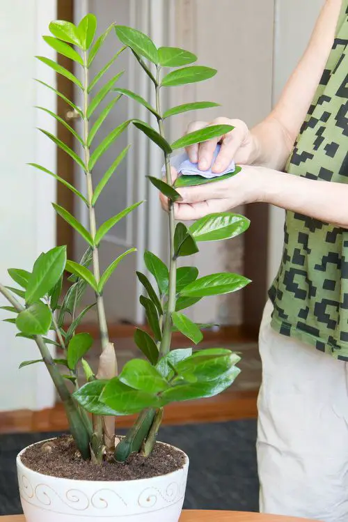 ZZ Plant Problems and Solutions 10