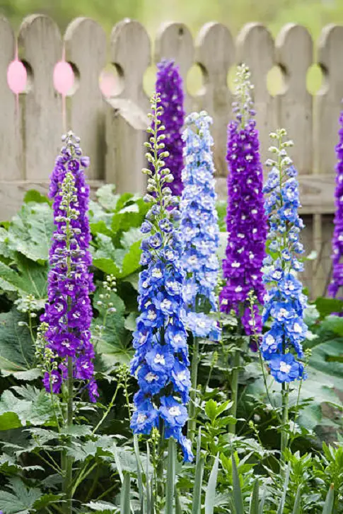 Flowers that Change Colors 6