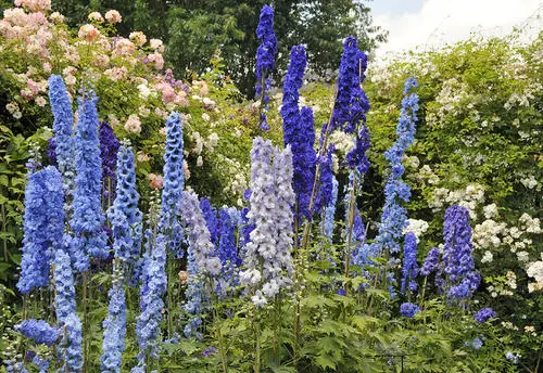 Flowers that Grow Quickly from Seeds