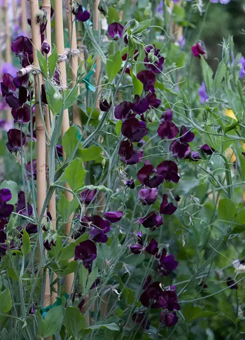 best Black Plants and Flowers to Make Your Garden Dramatic