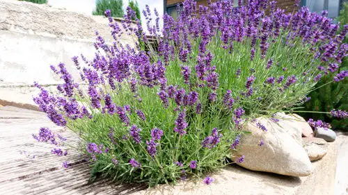 Purple Flowers for Outdoor Plants